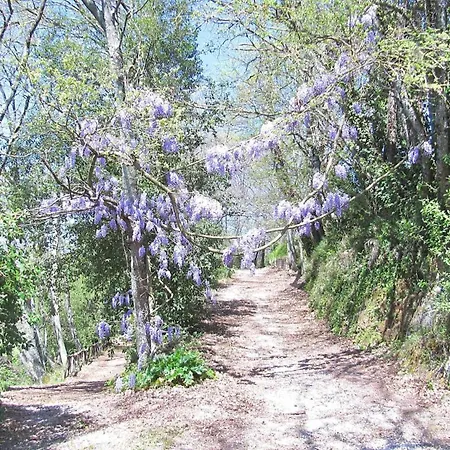Montecasciano - Tulipano
